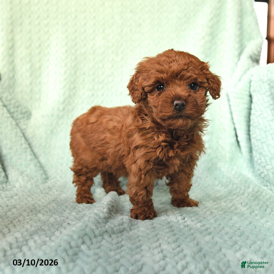 Toy Poodle dogs Nugget - Ad 1
