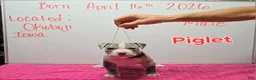 American Bully dogs for sale: American Bully Puppy 11 - Ad 1