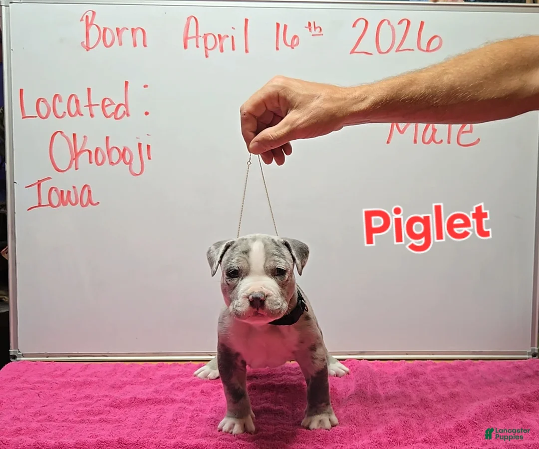 American Bully dogs for sale: American Bully Puppy 11 - Ad 1