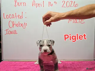 American Bully dogs American Bully Puppy 11 - Ad 34