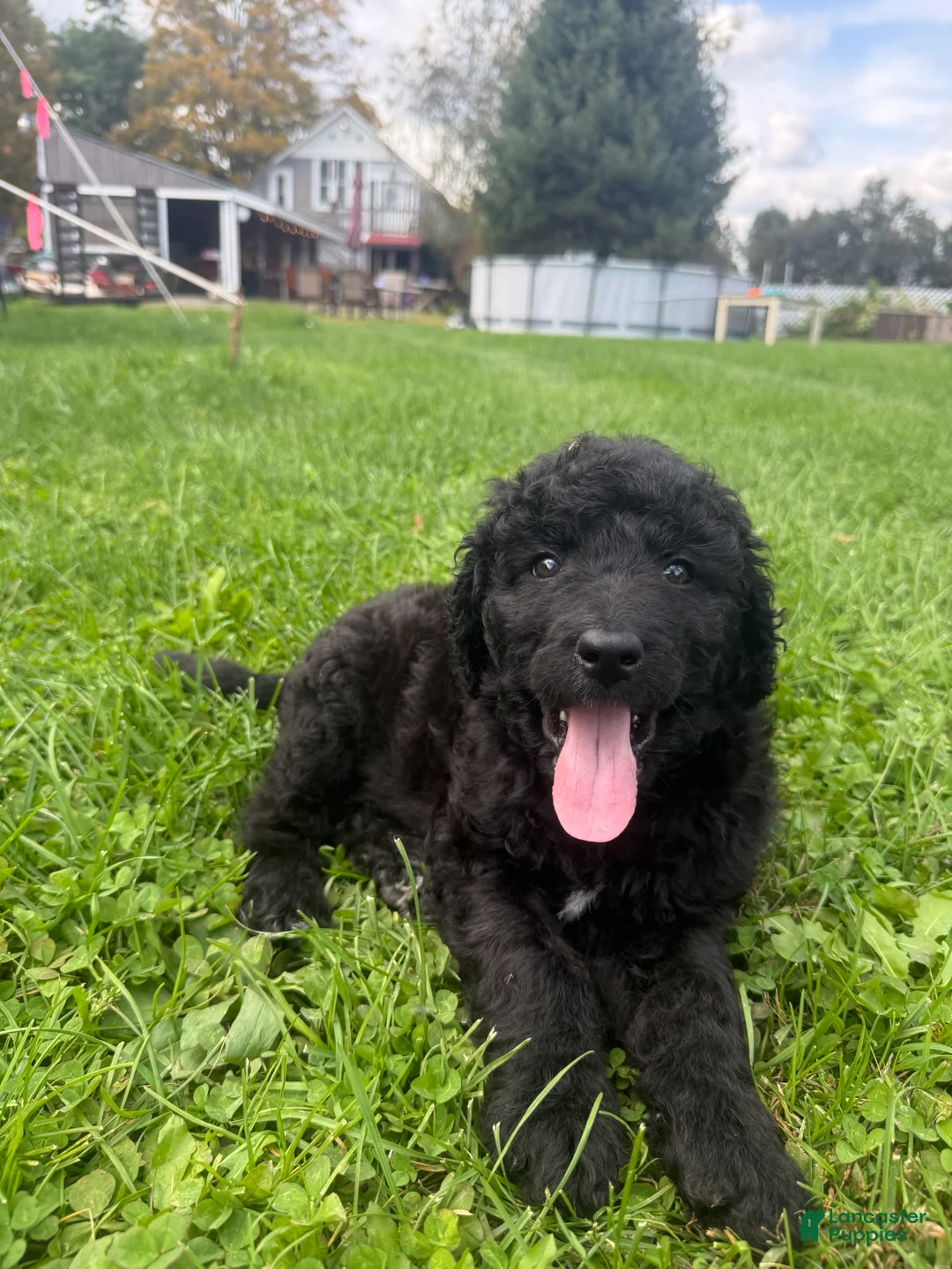 Double Doodle dogs for sale: Double Doodle 1 - Ad 2