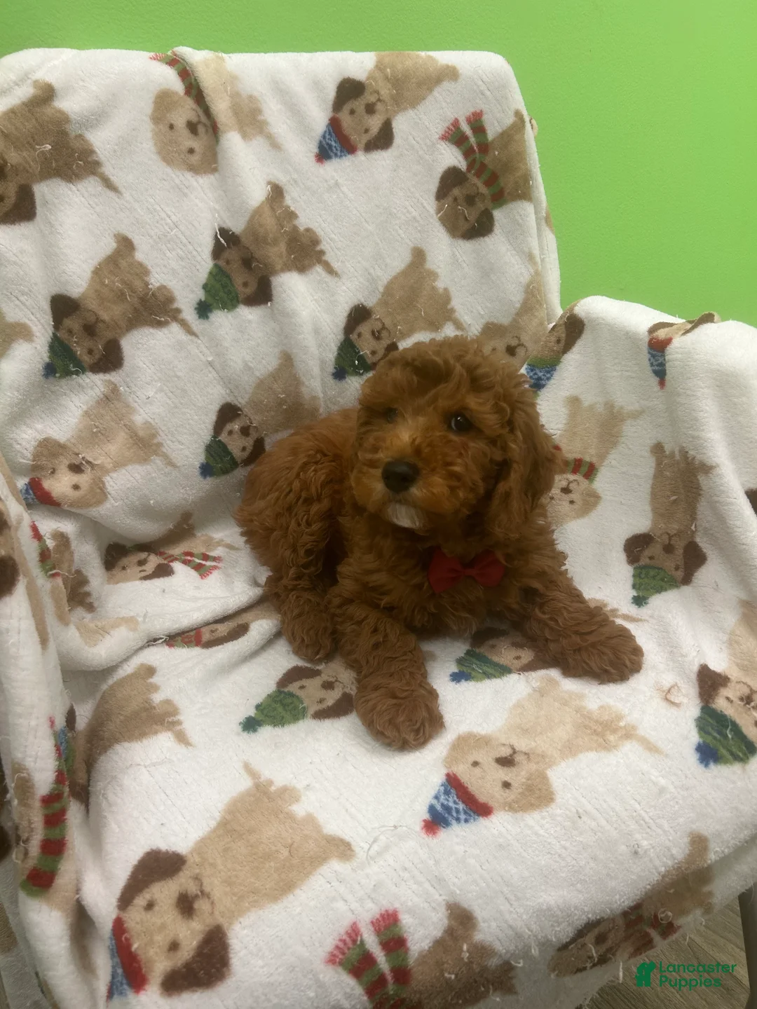 Mini Goldendoodle dogs for sale: Cashew  - Ad 3