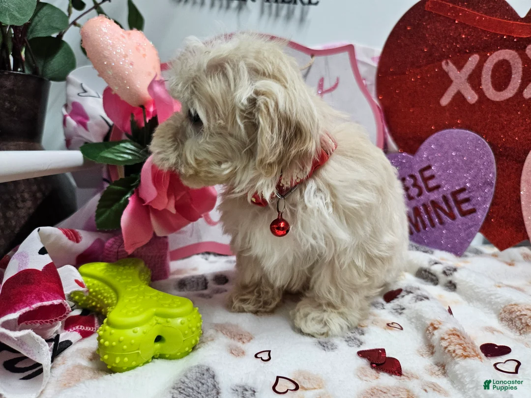 Maltipoo dogs for sale: Maltipoo Roley - Ad 2