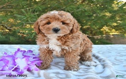 Mini Goldendoodle dogs for sale: Sandra - Image 7
