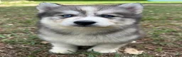 Siberian Husky dogs for sale: Chelsea - Ad 3