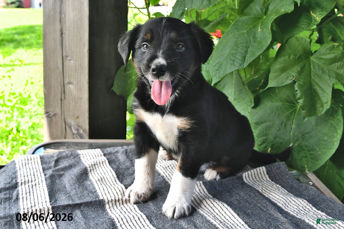 Mixed Breed dogs Finn - Ad 1
