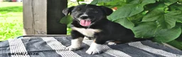Mixed Breed dogs for sale: Finn - Ad 1