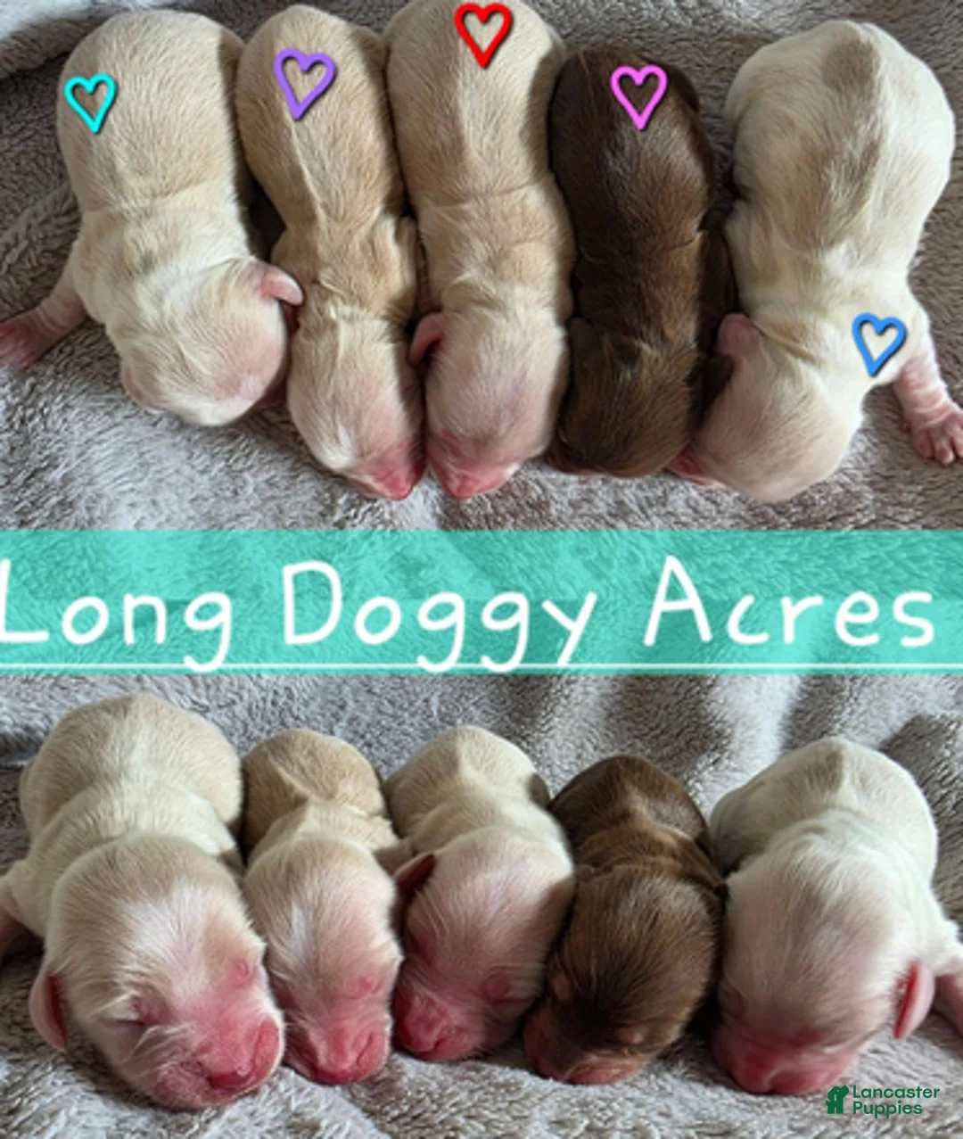 Dachshund dogs for sale: Cream baby boy blue - Ad 1