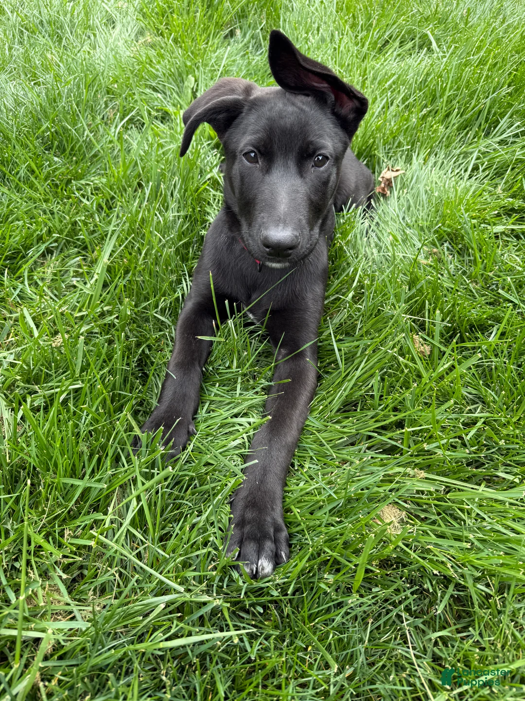 Sheprador dogs for sale: Atlas - Ad 1