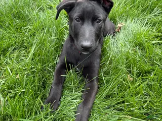 Sheprador dogs Atlas - Ad 2