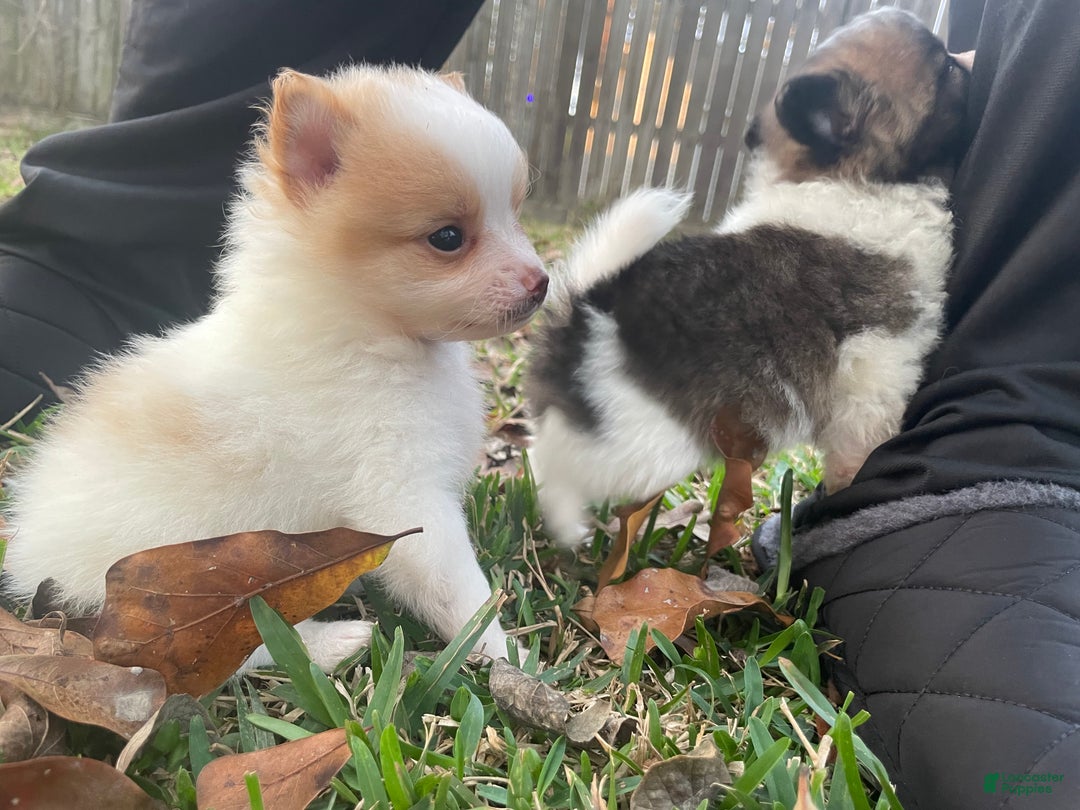 Pomeranian dogs for sale: Pomeranian Puppy 2 - Ad 2
