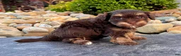 Havapoo dogs for sale: Tito - Ad 1