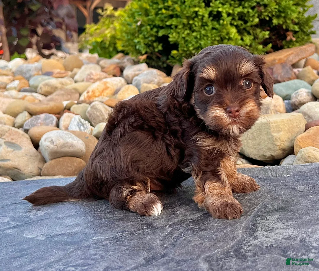 Havapoo dogs for sale: Tito - Ad 1