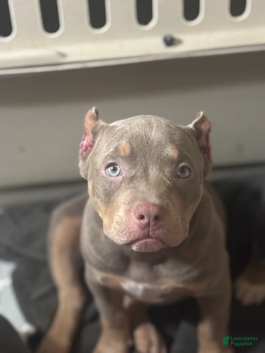American Bully dogs for sale: American Bully Puppy 2 - Ad 1