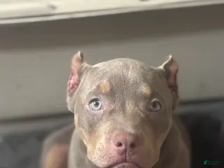 American Bully dogs American Bully Puppy 2 - Ad 42