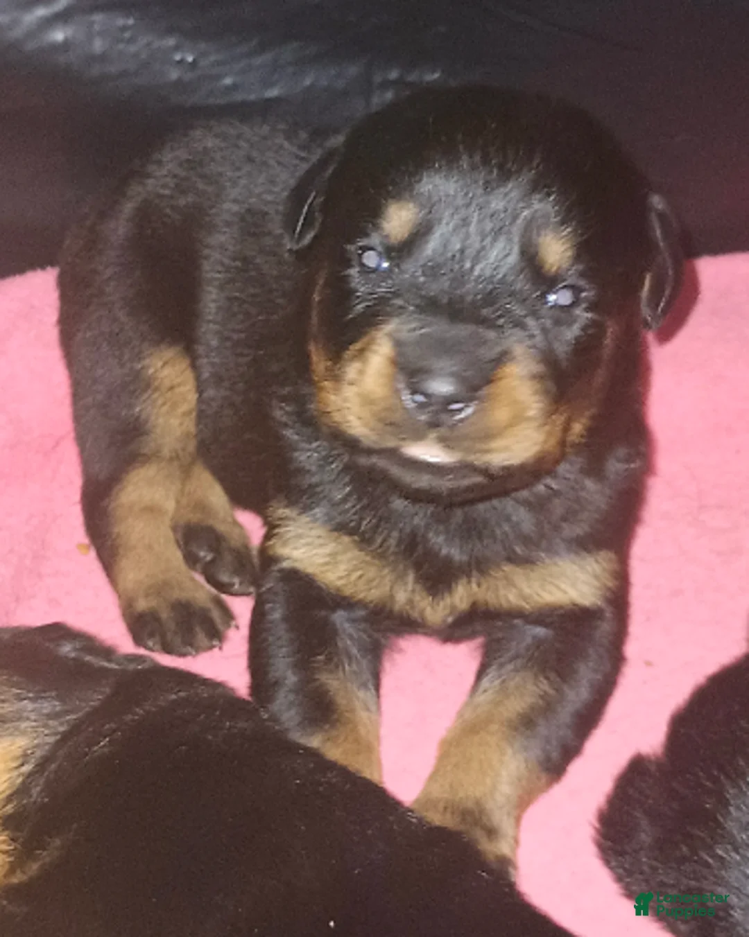 Rottweiler dogs for sale: Championship bloodline Girl 5 - Ad 3