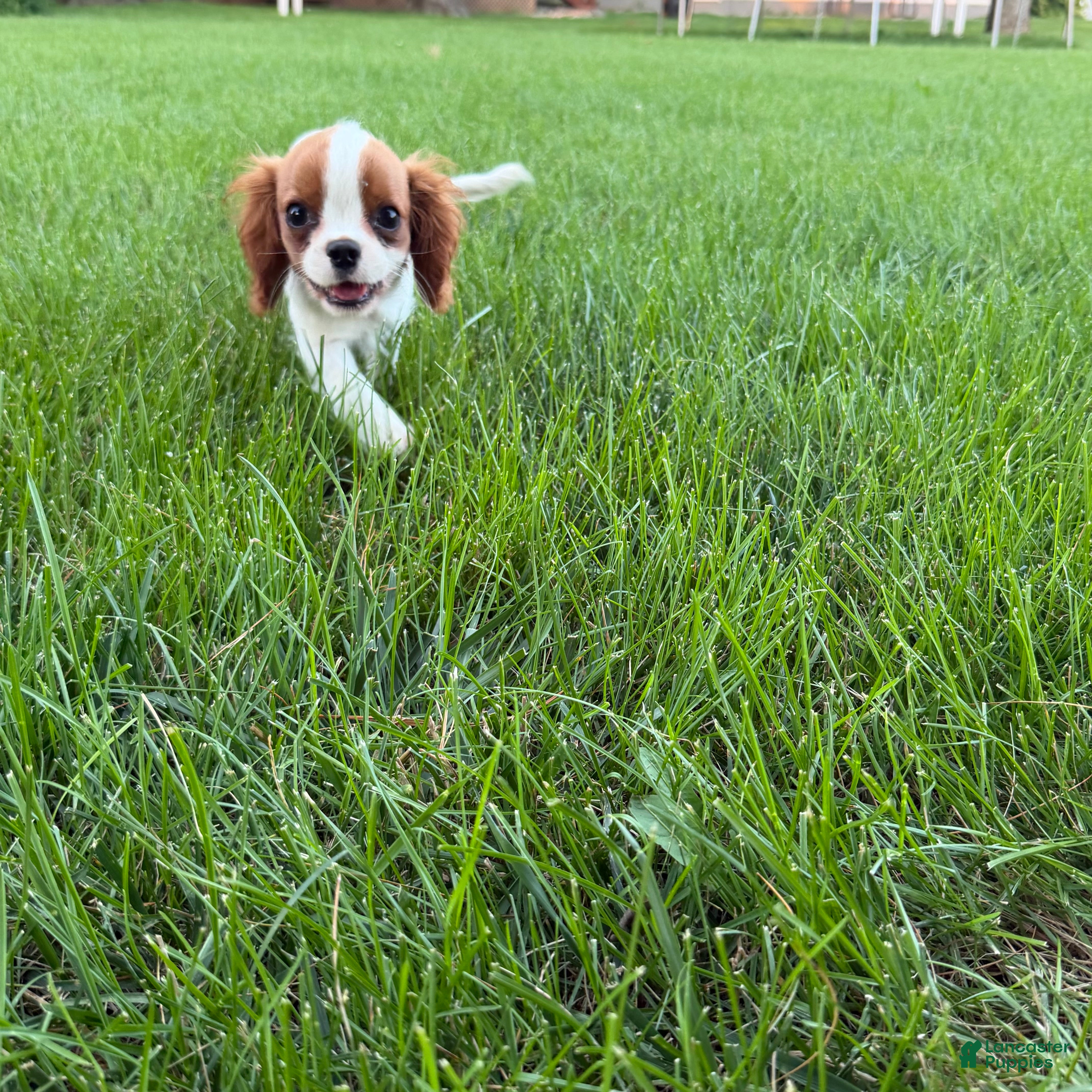 Cavalier King Charles Spaniel dogs Liam Cavalier King Charles Spaniel Puppy  - Ad 1