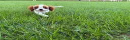 Cavalier King Charles Spaniel dogs for sale: Liam Cavalier King Charles Spaniel Puppy  - Ad 1
