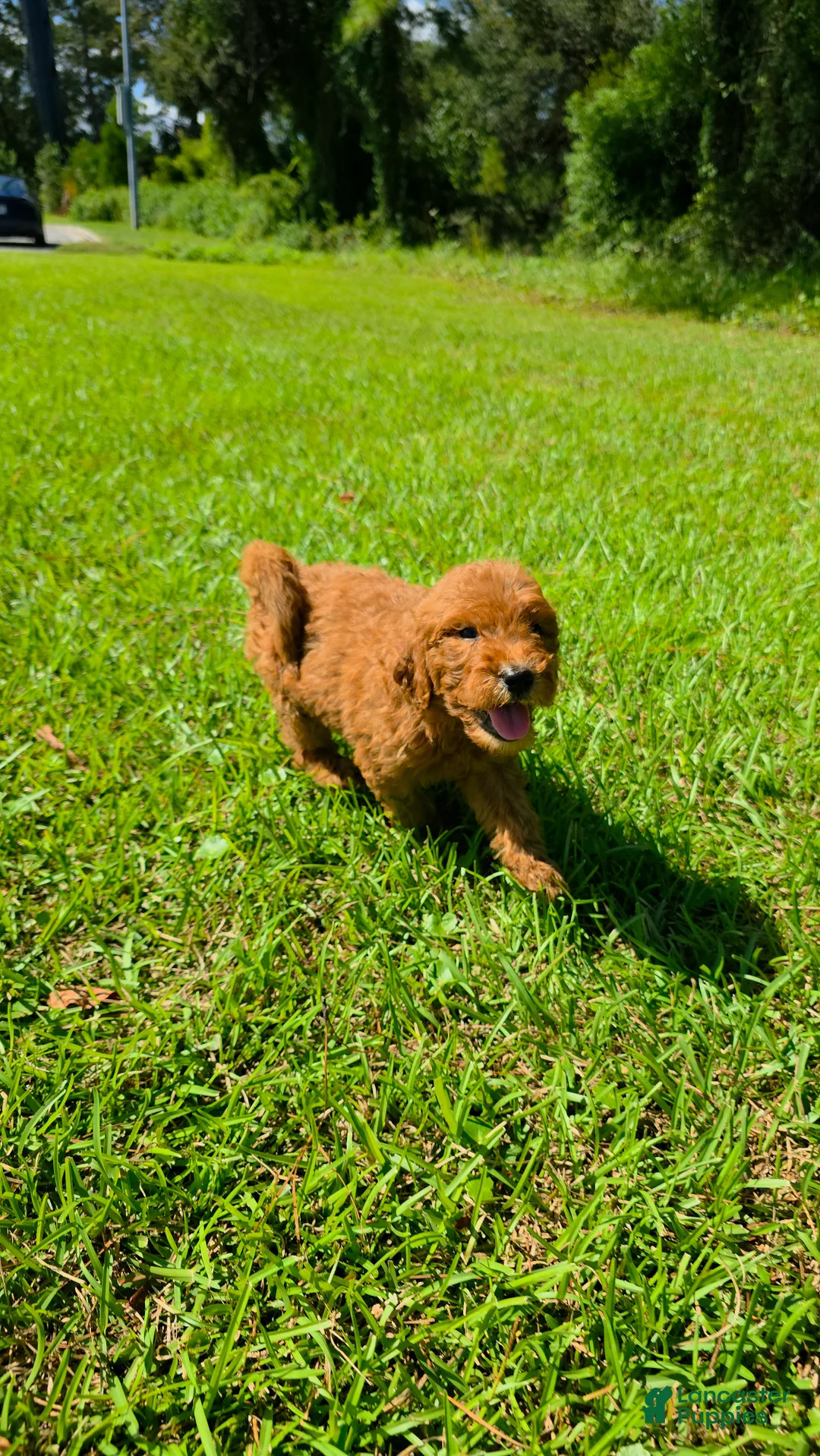 Goldendoodle dogs for sale:  Louie - Ad 2