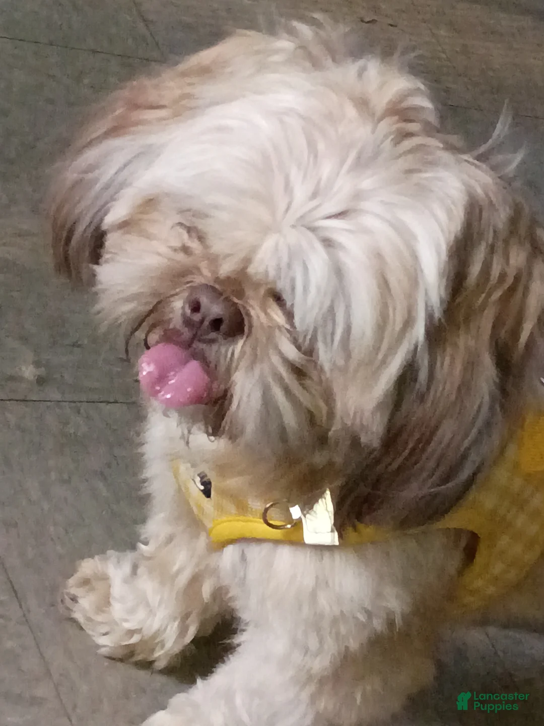 Shih Tzu dogs for stud: Liver dilute chocolate/Blue Shihtzu Stud only CKC - Ad 2