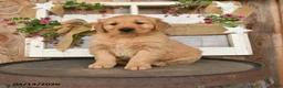 Golden Retriever dogs for sale: Logan   - Ad 1