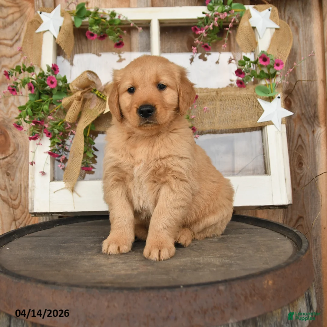 Golden Retriever dogs for sale: Logan   - Ad 1