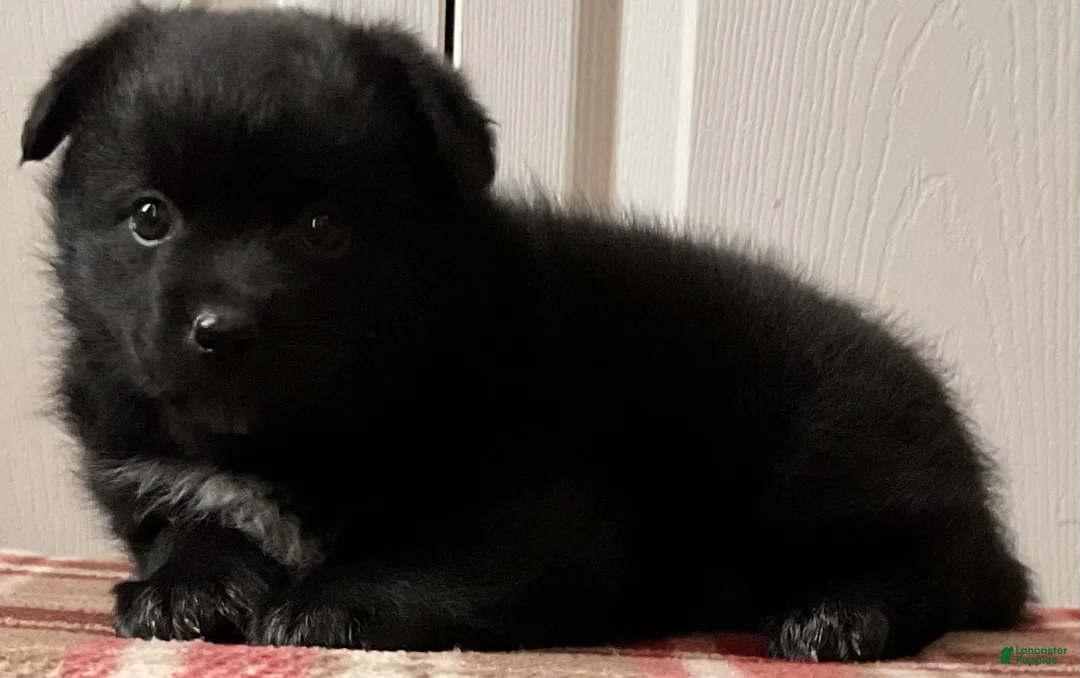 Mixed Breed dogs for sale: Durmax - Ad 4