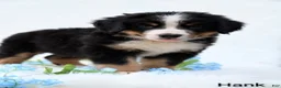 Bernese Mountain Dog dogs for sale: Hank  - Ad 6