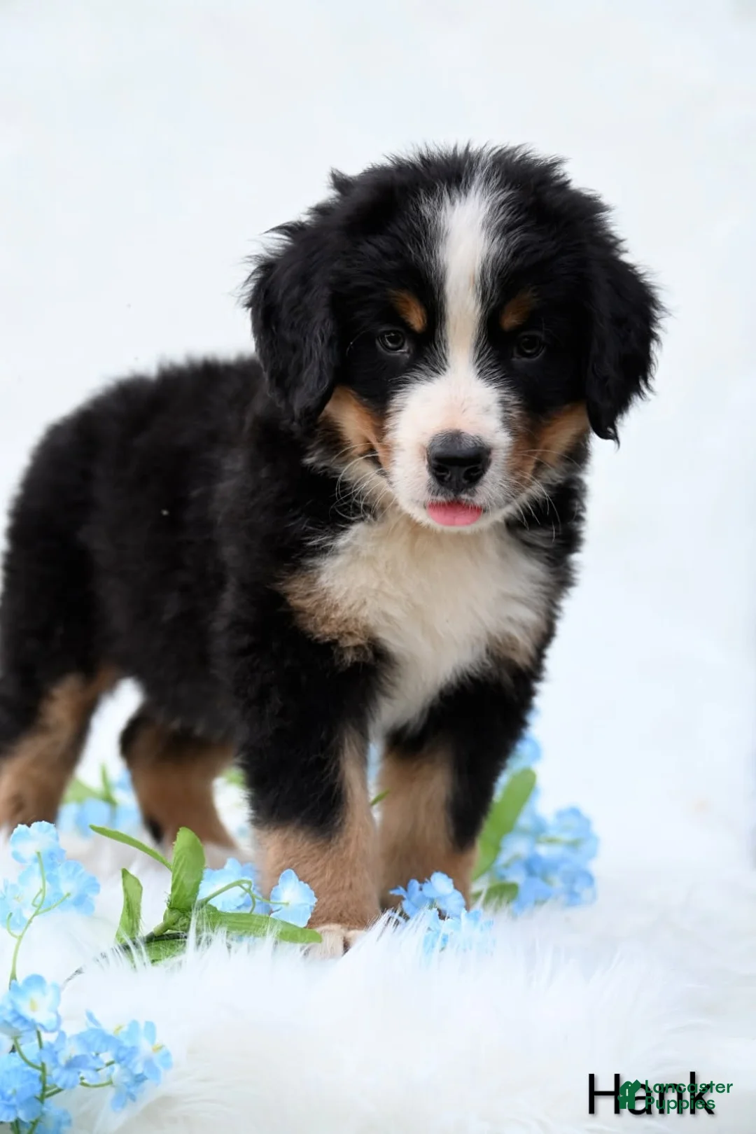 Bernese Mountain Dog dogs for sale: Hank  - Ad 6