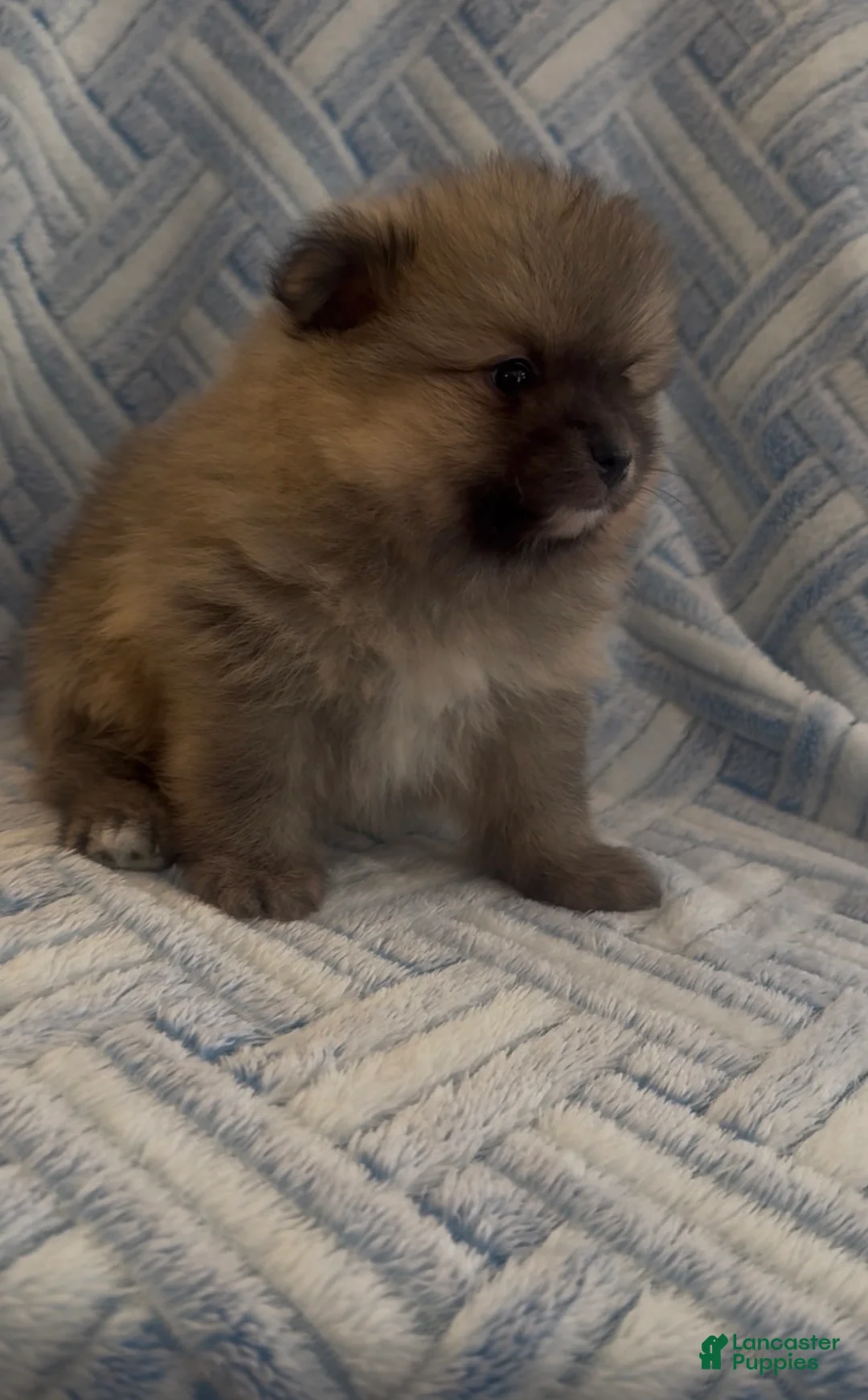 Pomeranian dogs for sale: Pomeranian 1 - Ad 2