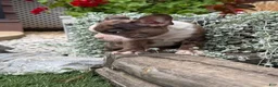 Boston Terrier dogs for sale: Kenny - Ad 18