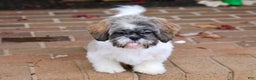Shih Tzu dogs for sale: Snickers (Neutered) - Ad 6