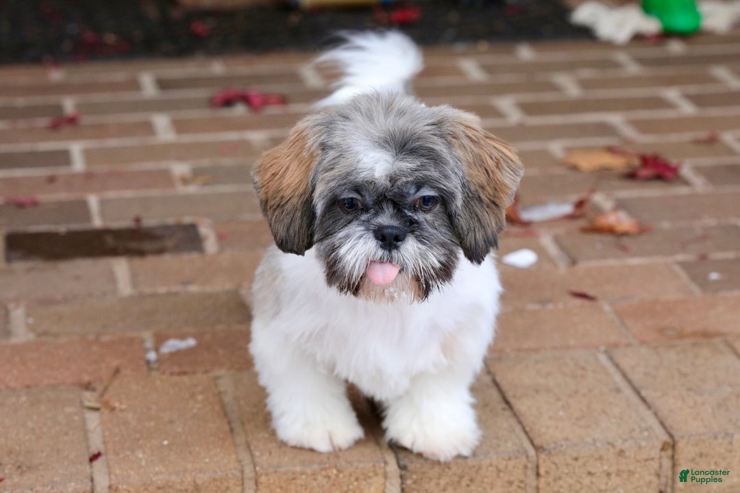 Shih Tzu dogs for sale: Snickers (Neutered) - Ad 6