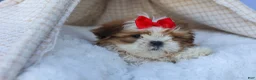 Shih Tzu dogs for sale: SAMMY - Ad 12