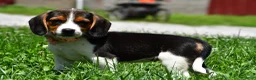 Beagle dogs for sale: Viola - Ad 3