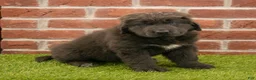 Newfoundland dogs for sale: Hannah - Ad 2