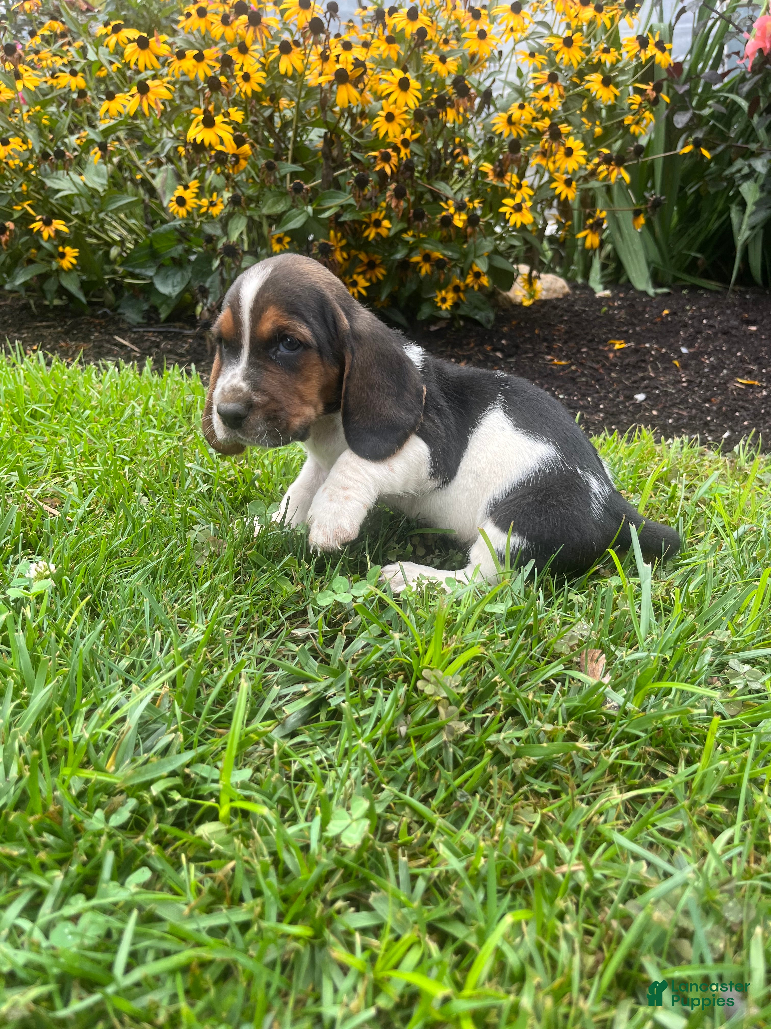 Basset Hound dogs Banjo❤️AKC Registered - Ad 2