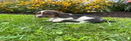 Basset Hound dogs for sale: Banjo❤️AKC Registered - Ad 2