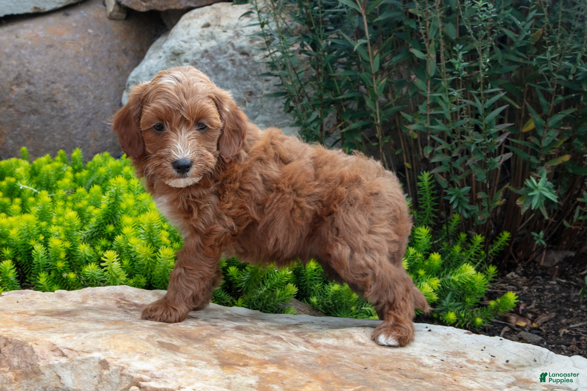 Mini Goldendoodle dogs for sale: Trey - Ad 2