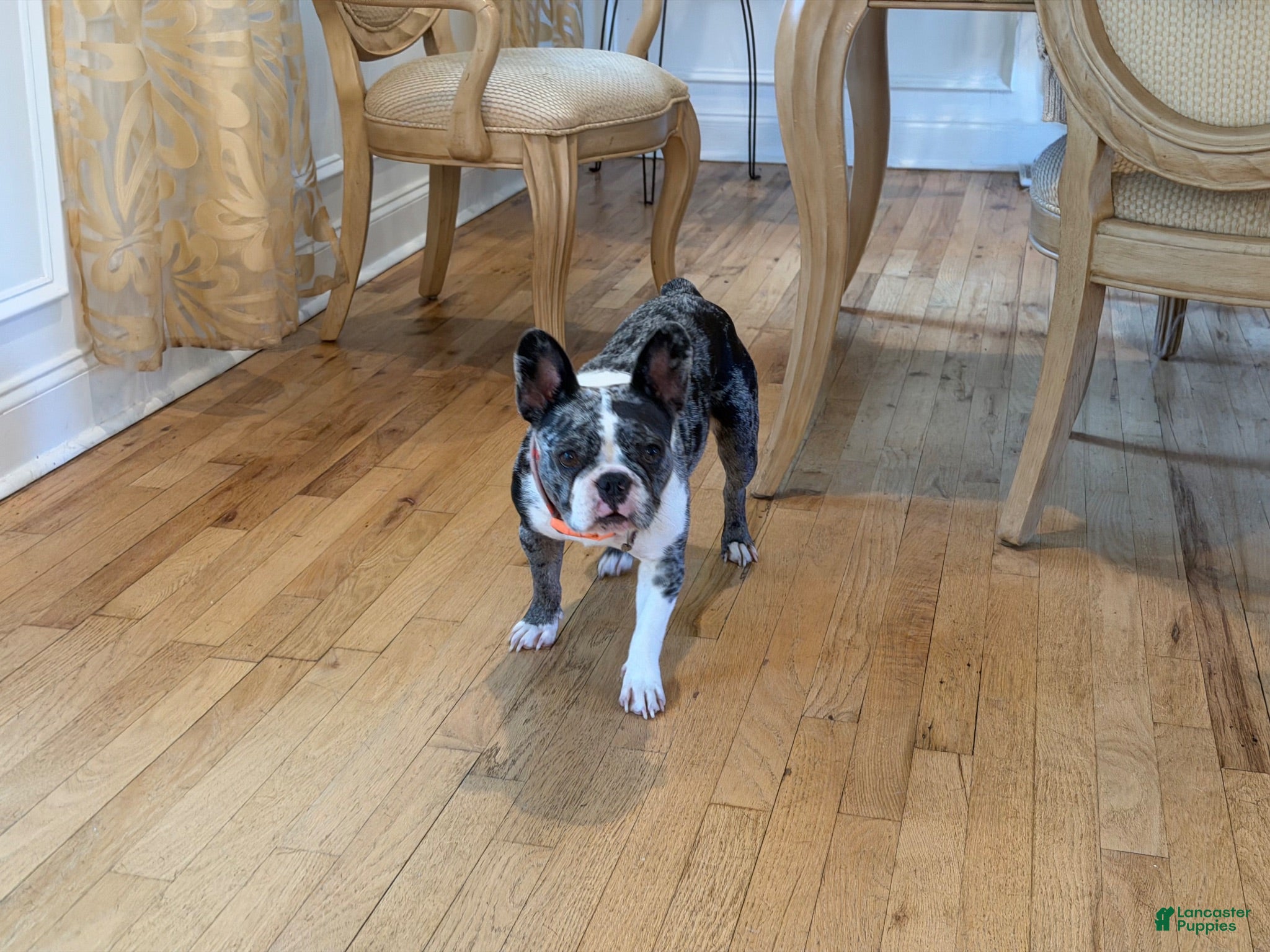 French Bulldog dogs Violet  - Ad 1