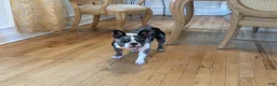 French Bulldog dogs for sale: Violet  - Ad 1