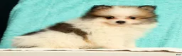 Pomeranian dogs for sale: Mitch - Ad 9