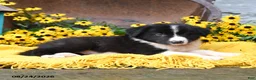 Border Collie dogs for sale: Boots - Ad 5