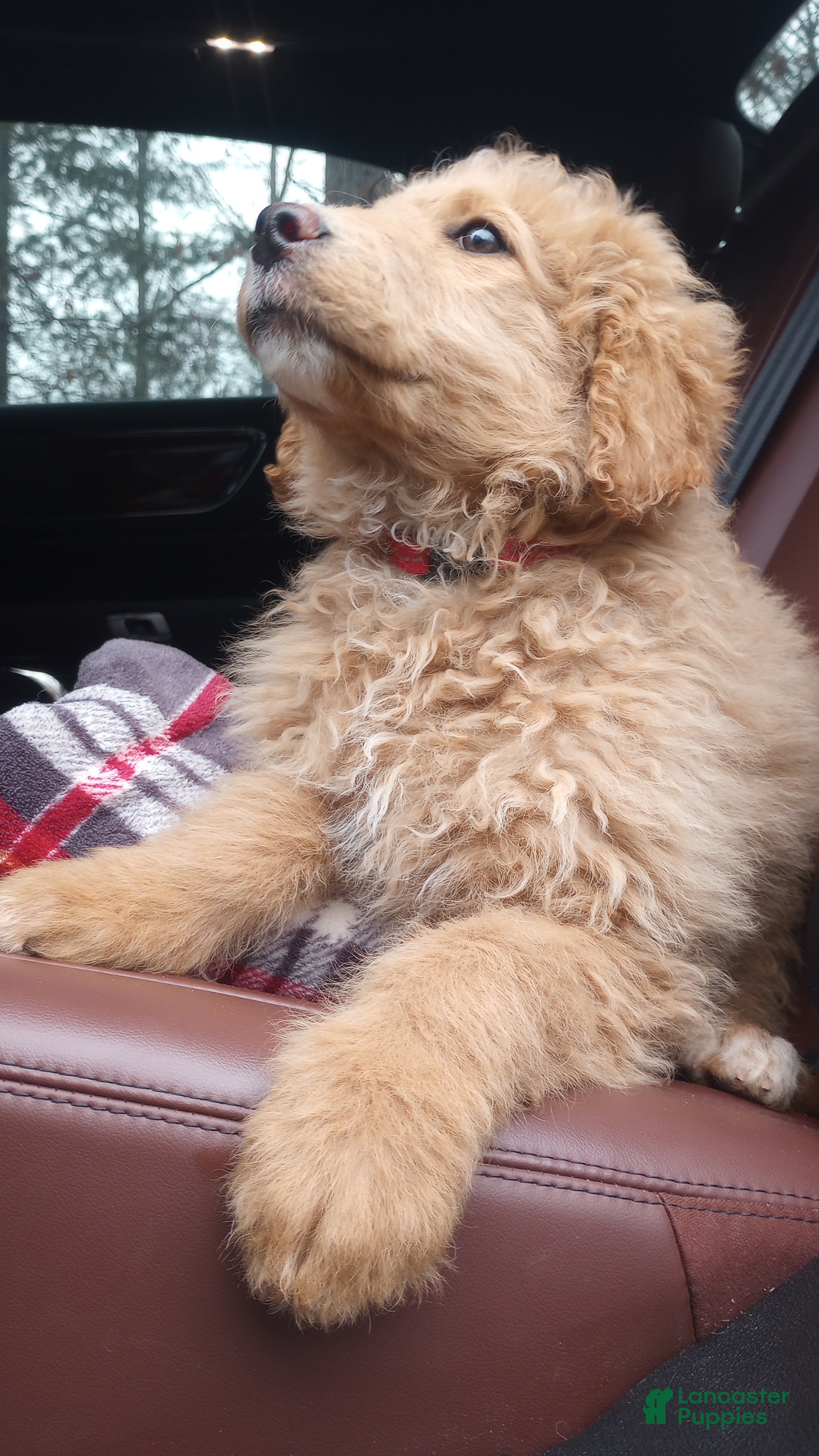 Bernedoodle dogs Only one tan girl left! - Ad 24