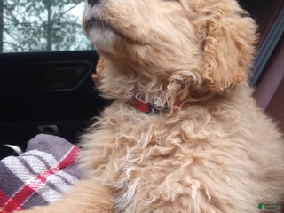 Bernedoodle dogs Only one tan girl left! - Ad 24