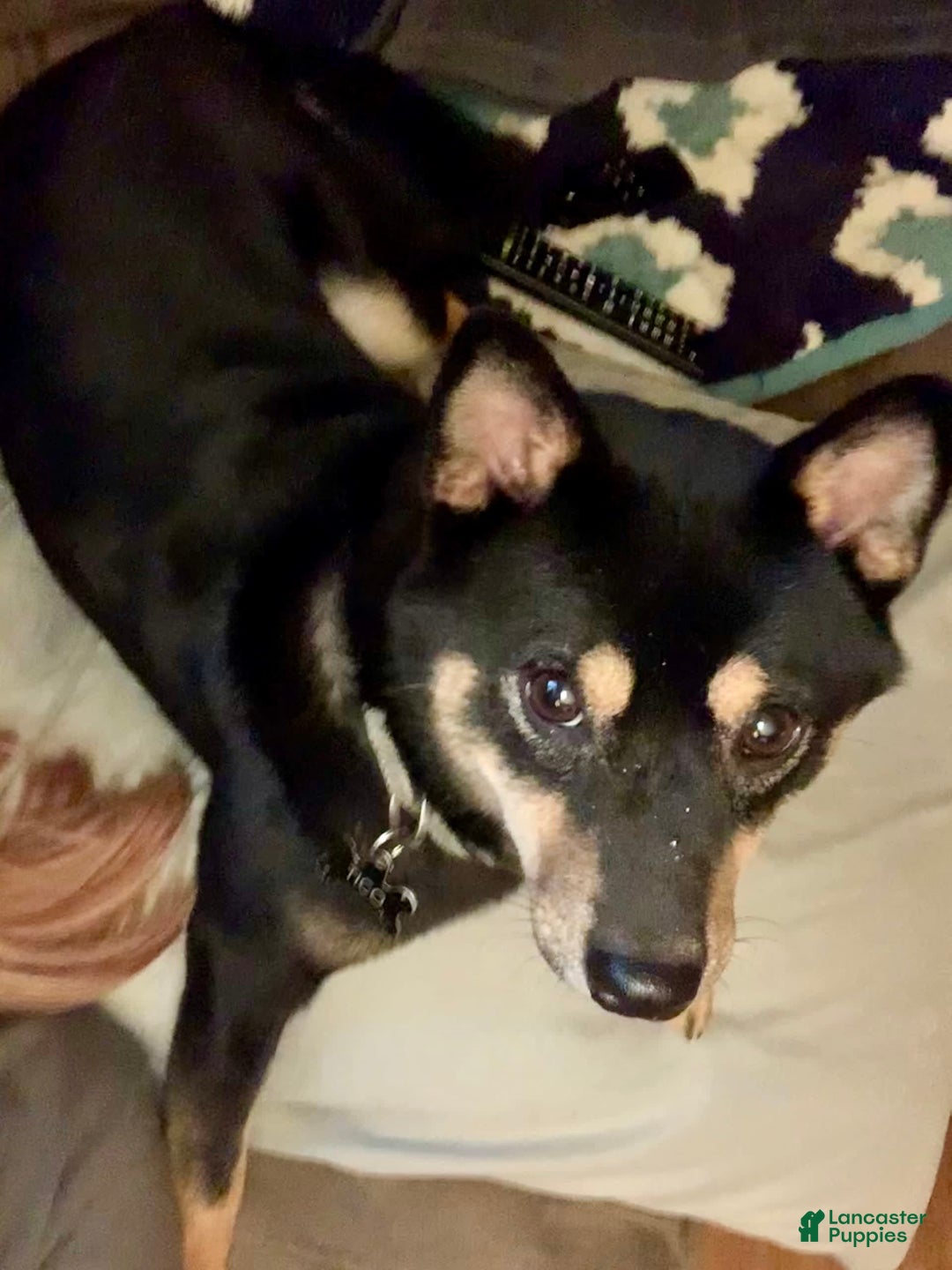 Gallery Image {{count}}