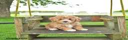 Mixed Breed dogs for sale: Rover - Ad 4