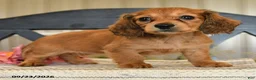 Miniature Dachshund dogs for sale: Miracle - Ad 3