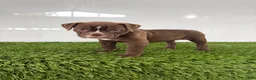 Olde English Bulldogge dogs for sale: Chloe - Ad 4