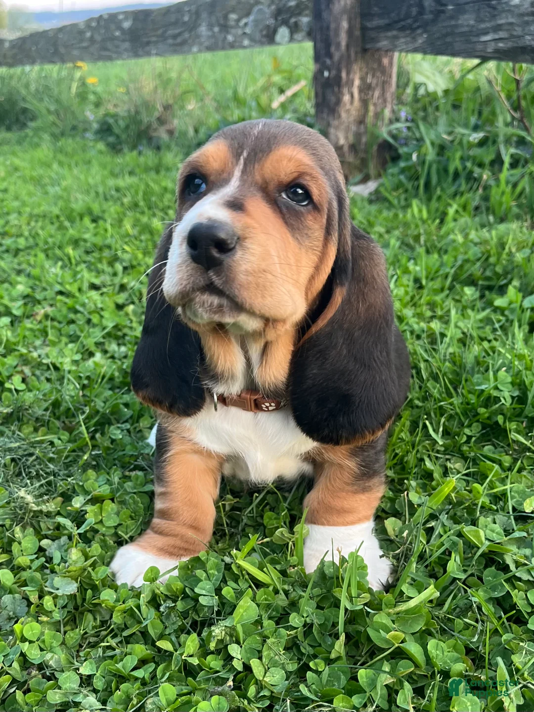 Basset Hound dogs for sale: Winston - Ad 2